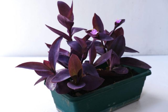 Традесканция «Пурпуреа»