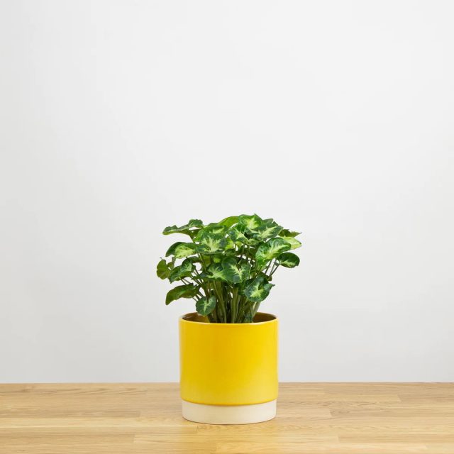 Сингониум «Пикси»