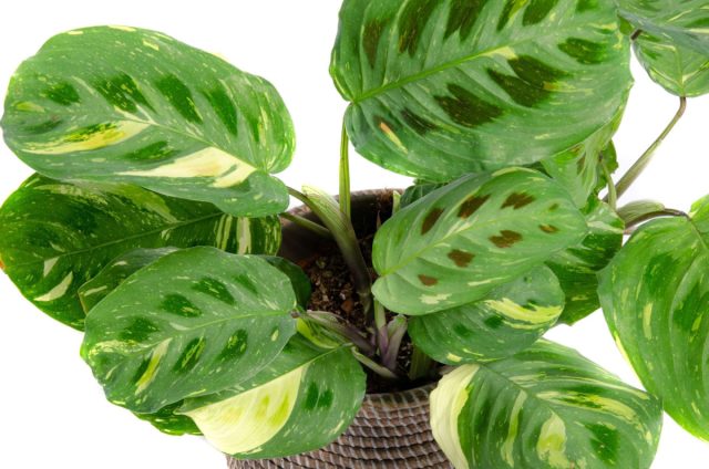 Маранта Керховеана