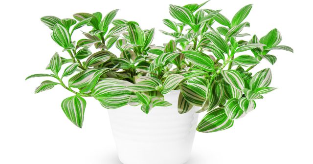 Традесканция отличается особой выносливостью Традесканция отличается особой выносливостью