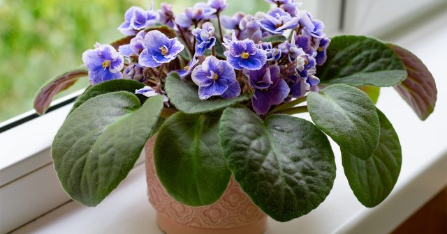 Сенполии – одни из самых популярных комнатных цветов Сенполии – одни из самых популярных комнатных цветов