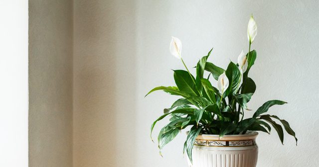 Удобрение «Bona Forte» для фиалок и бегоний Спатифиллум