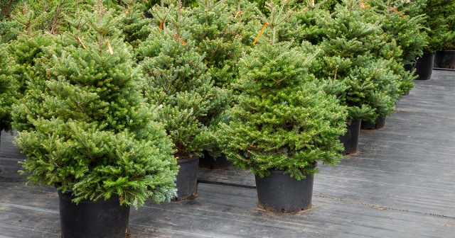 Карликовые ели в горшках Карликовые ели в горшках