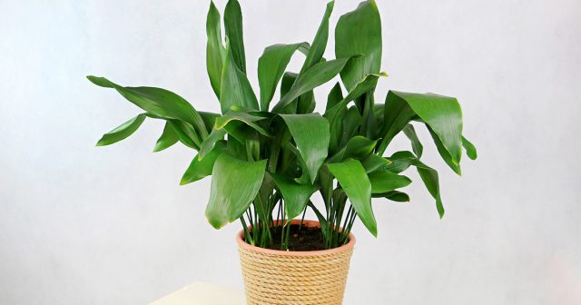 Аспидистра в горшке Аспидистра в горшке