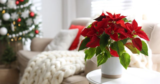 Пуансеттия в интерьере квартиры Пуансеттия в интерьере квартиры