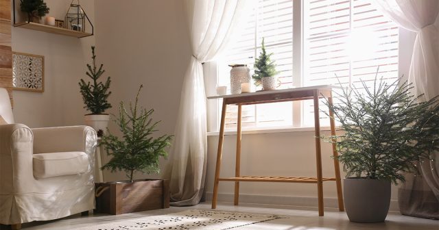 Расположение для растения лучше выбрать подальше от источников тепла Расположение для растения лучше выбрать подальше от источников тепла