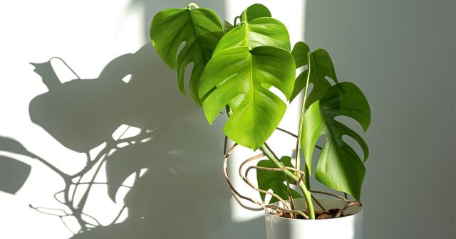 Монстеры – весьма популярные комнатные растения Монстеры – весьма популярные комнатные растения