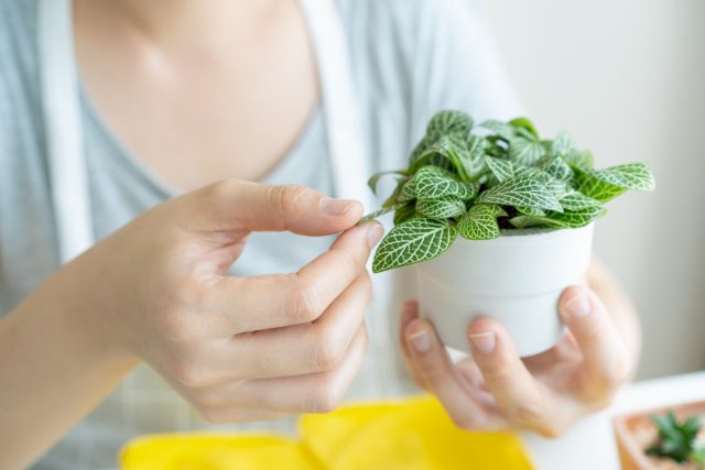 5 необычных фактов об уходе за фиттонией