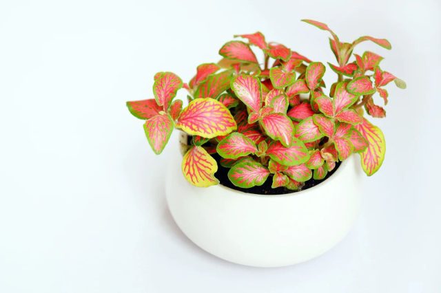 Фиттония очень любит попить. Не зря хозяева ласково называют ее водохлебом. Однако при всем этом фиттония категорически не терпит и застоя влаги. По этой причине глубокий горшок для растения не выбирают.