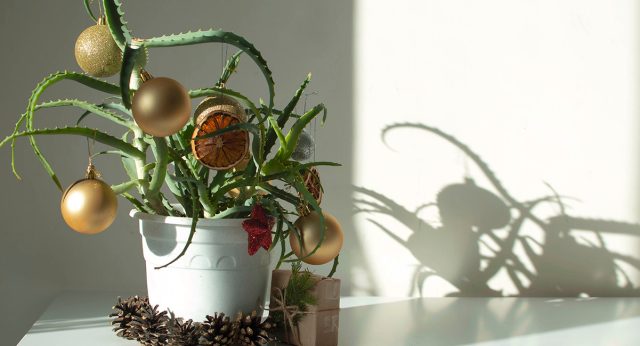 Украшенное к праздникам алоэ Украшенное к праздникам алоэ