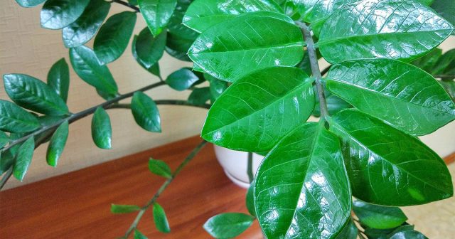 Замиокулькас Замиокулькас