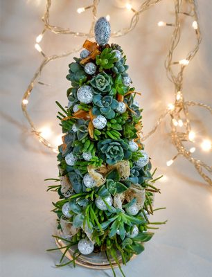 Ёлка из суккулентов Ёлка из суккулентов
