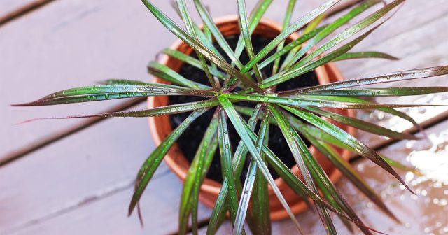 Драцена в горшке Драцена в горшке