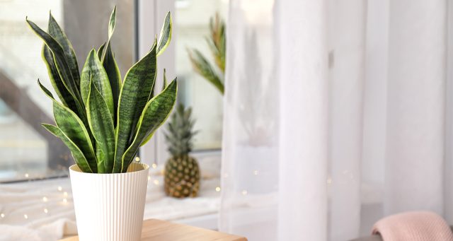 Сансевиерия послужит отличным украшением Сансевиерия послужит отличным украшением