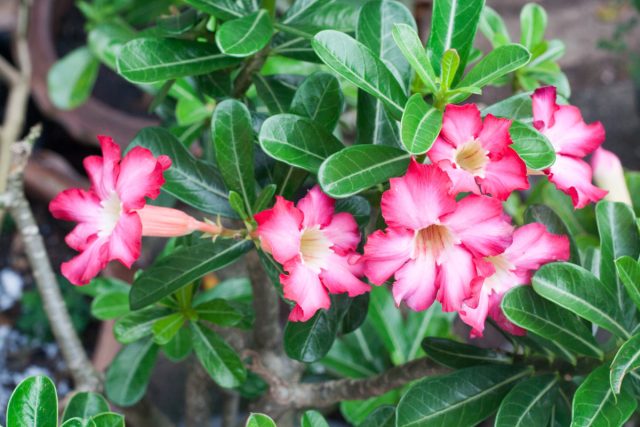 Адениум (Adenium)