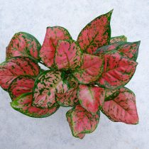 Сорт аглаонемы «Анимани Пинк» (Aglaonema 'Unyamanee Pink') Сорт аглаонемы «Анимани Пинк» (Aglaonema 'Unyamanee Pink')