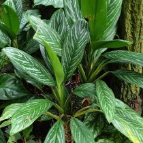 Аглаонема блестящая (Aglaonema nitidum) Аглаонема блестящая (Aglaonema nitidum)