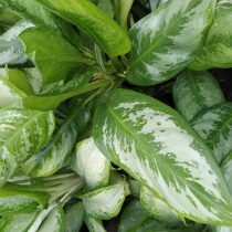 Аглаонема кудрявая (Aglaonema roebelinii) Аглаонема кудрявая (Aglaonema roebelinii)