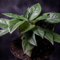 Аглаонема округлая (Aglaonema rotundum) Аглаонема округлая (Aglaonema rotundum)