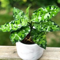 Аглаонема расписная (Aglaonema pictum) Аглаонема расписная (Aglaonema pictum)