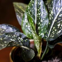 Аглаонема ребристая (Aglaonema costatum) Аглаонема ребристая (Aglaonema costatum)