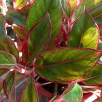 Аглаонема скромная или умеренная (Aglaonema modestum) Аглаонема скромная или умеренная (Aglaonema modestum)