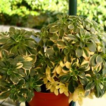 Аихризон домашний (Aichryson x domesticum) Аихризон домашний (Aichryson x domesticum)