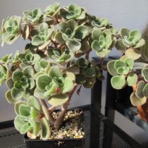 Аихризон рыхлый (Aichryson laxum) Аихризон рыхлый (Aichryson laxum)