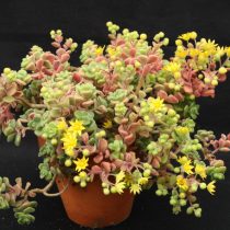 Аихризон Бетанкура, или Извилистый (Aichryson bethencourtianum) Аихризон Бетанкура, или Извилистый (Aichryson bethencourtianum)