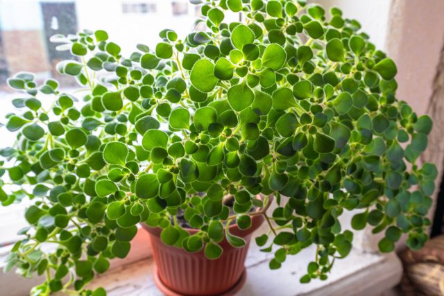 Рассеянный режим освещения — обязательное условие при выращивании аихризона Рассеянный режим освещения — обязательное условие при выращивании аихризона