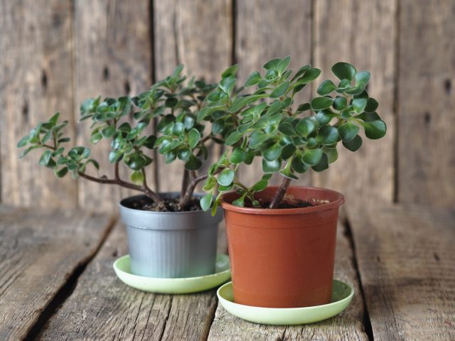 Главное, на что стоит обратить внимание при подборе субстрата для аихризона — пониженная питательность Главное, на что стоит обратить внимание при подборе субстрата для аихризона — пониженная питательность