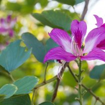 Баухиния пурпурная (Bauhinia purpurea) Баухиния пурпурная (Bauhinia purpurea)
