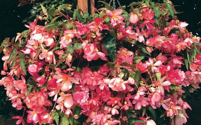 Сорта ампельной бегонии «Шансон» удивительны своей цветовой палитрой. Она может быть белой, желтой, персиковой, ванильной или красной. Есть даже гибриды, готовые похвастаться сразу двумя расцветками