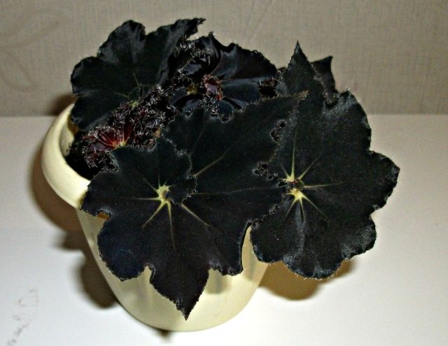 Если вы еще сомневаетесь, что черный может дарить тепло, взгляните на бегония «Черная Мамба» 