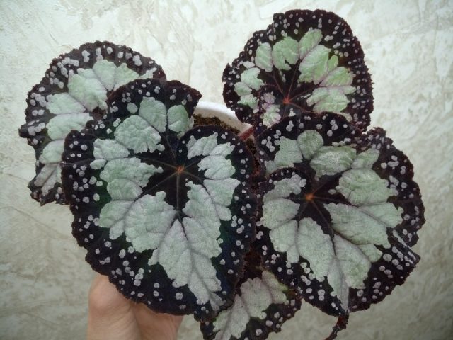 Бегония «Дольче Вита» (DS-Dolce Vita) поражает своим окрасом, который настолько причудлив, что кажется, если постараться, то в каждом листике можно узреть какую-то непостижимую философию автора