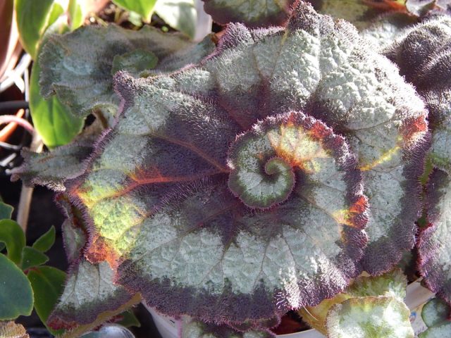 Форма листа бегонии «Эскарго» будоражит воображение. Будто панцирь улитки, он закручен сужающейся к центру спиралью