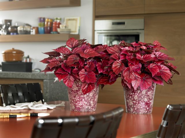 Небольшой кустик бегонии «Инка Файр» станет отличным дополнением к другим растениям, эффектно выделяясь среди них своим огненно-красным цветом