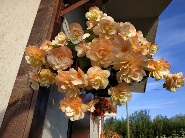 Беллекония Шардоне (Belleconia chardonnay) — ампельная бегония готова сразить своих зрителей пышным цветением