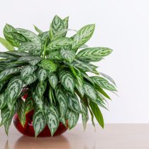 Аглаонема Трейба (Aglaonema treubii)
