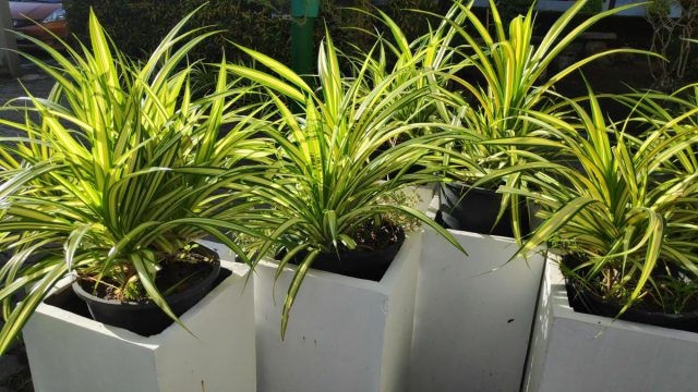 Хлорофитум хохлатый (Chlorophytum comosum)