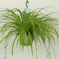 Хлорофитум хохлатый «Вариегатум» (Chlorophytum comosum 'Variegatum')