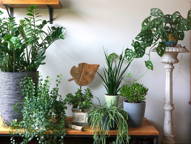 Что нужно заготовить для зимовки комнатных растений?