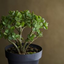 Толстянка овальная, или Толстянка яйцевидная, или Крассула овата, или обезьянье дерево, или денежное дерево (Crassula ovata)