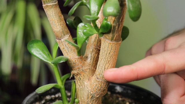 Да, толстянка совсем не дерево. Распространённое название закрепилось за ним благодаря сходству старых побегов со стволами и ветвями настоящих деревьев