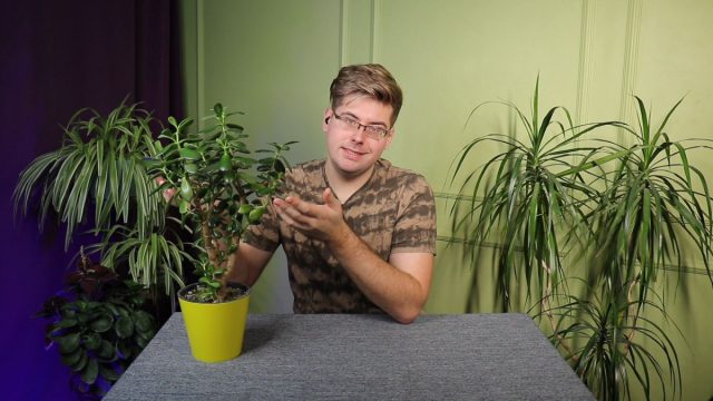 Денежное дерево, или толстянка — о посадке, пересадке и уходе