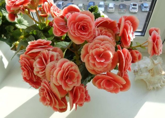 Довольно компактный, вырастающий до 40 сантиметров в высоту, кустик радует цветением дважды в год Бегония «Элатиор Бориас»