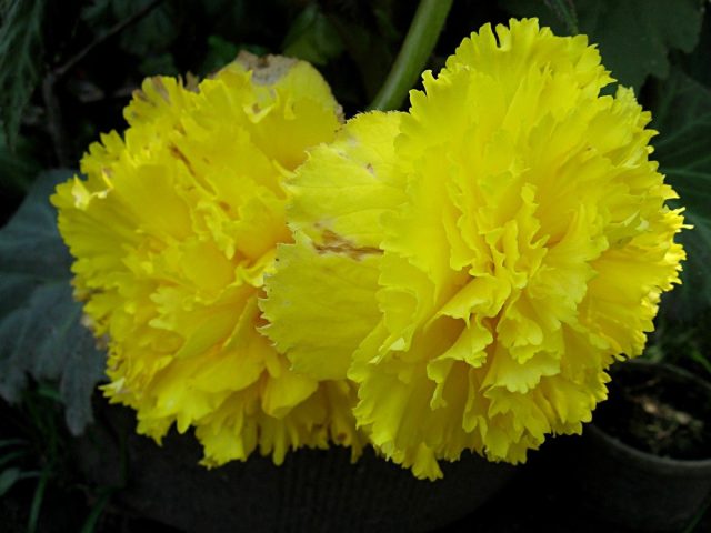 Бегония «Фимбриата» (Fimbriata)