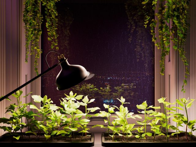 Как помочь саженцам и комнатным растениям, когда им не хватает света?