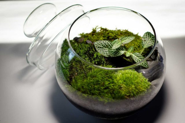 Говорить о том, что без флорариума фиттонии не выжить, все же неверно. Тут вопрос скорее нужно ставить так: нормальная ли в помещении влажность?