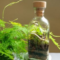 Флорариумы могут быть настольные (высокие и низкие), подвесные, настенные